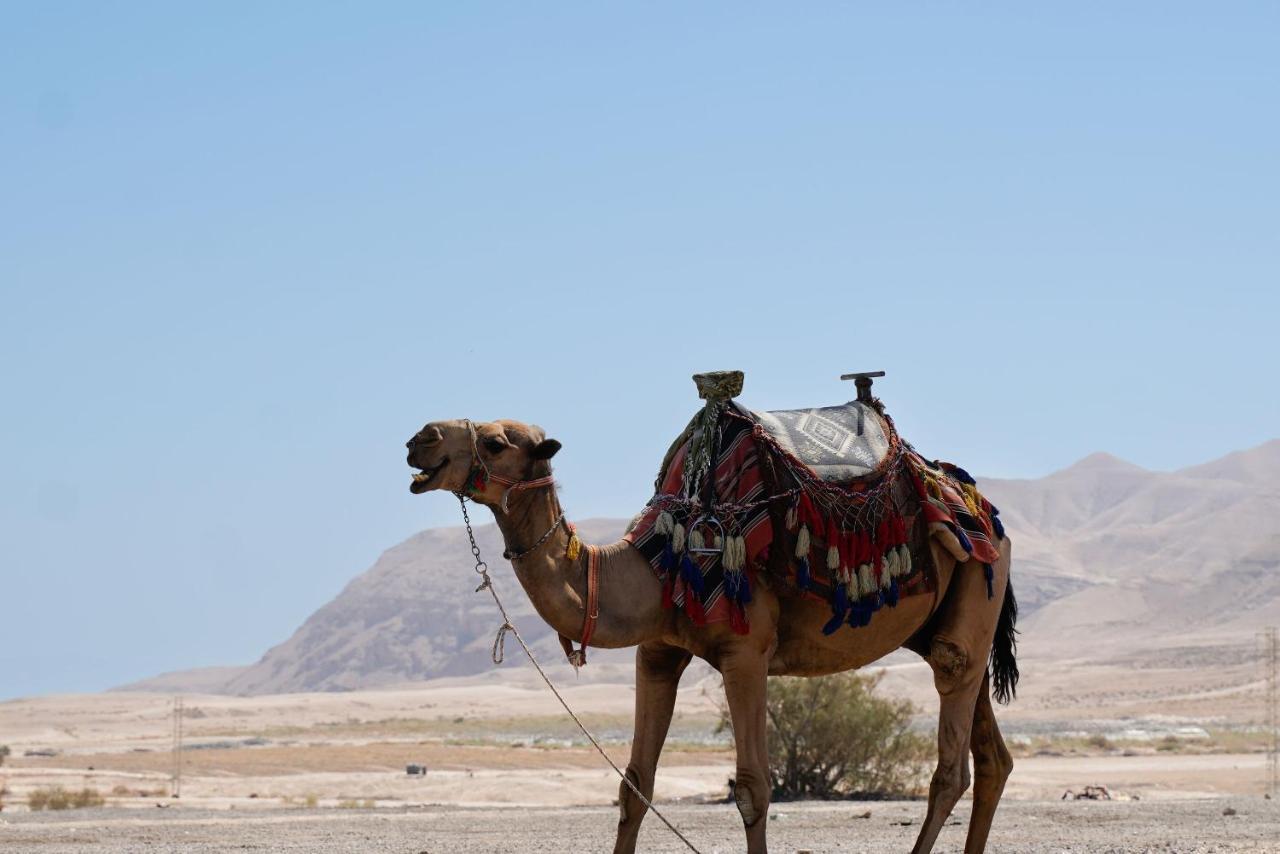 Selina Mantur Almog Dead Sea Hotel Luaran gambar